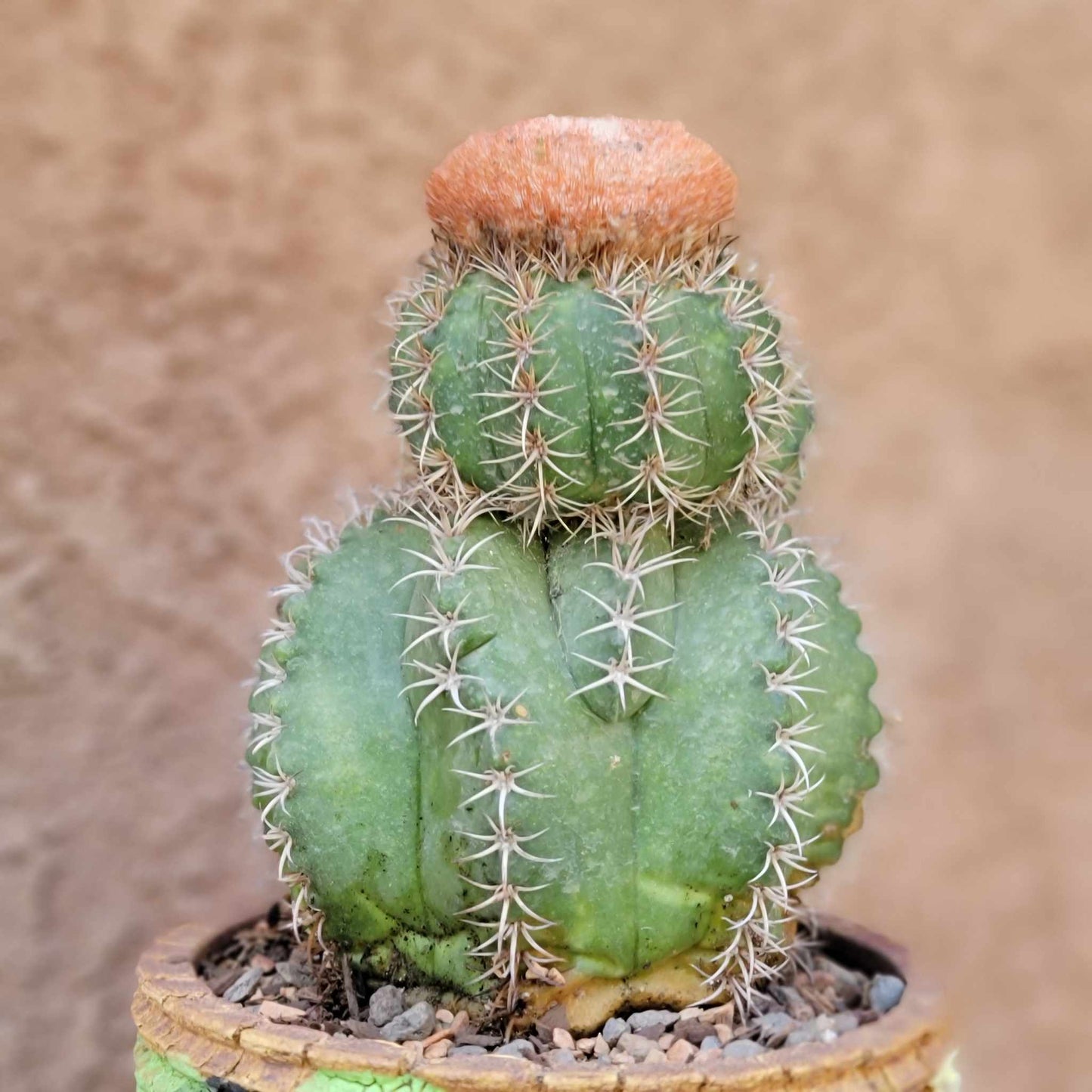 Melocactus matanzanus with cephalium – Turk’s Cap Cactus - Triple Head