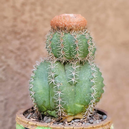 Melocactus matanzanus with cephalium – Turk’s Cap Cactus - Triple Head