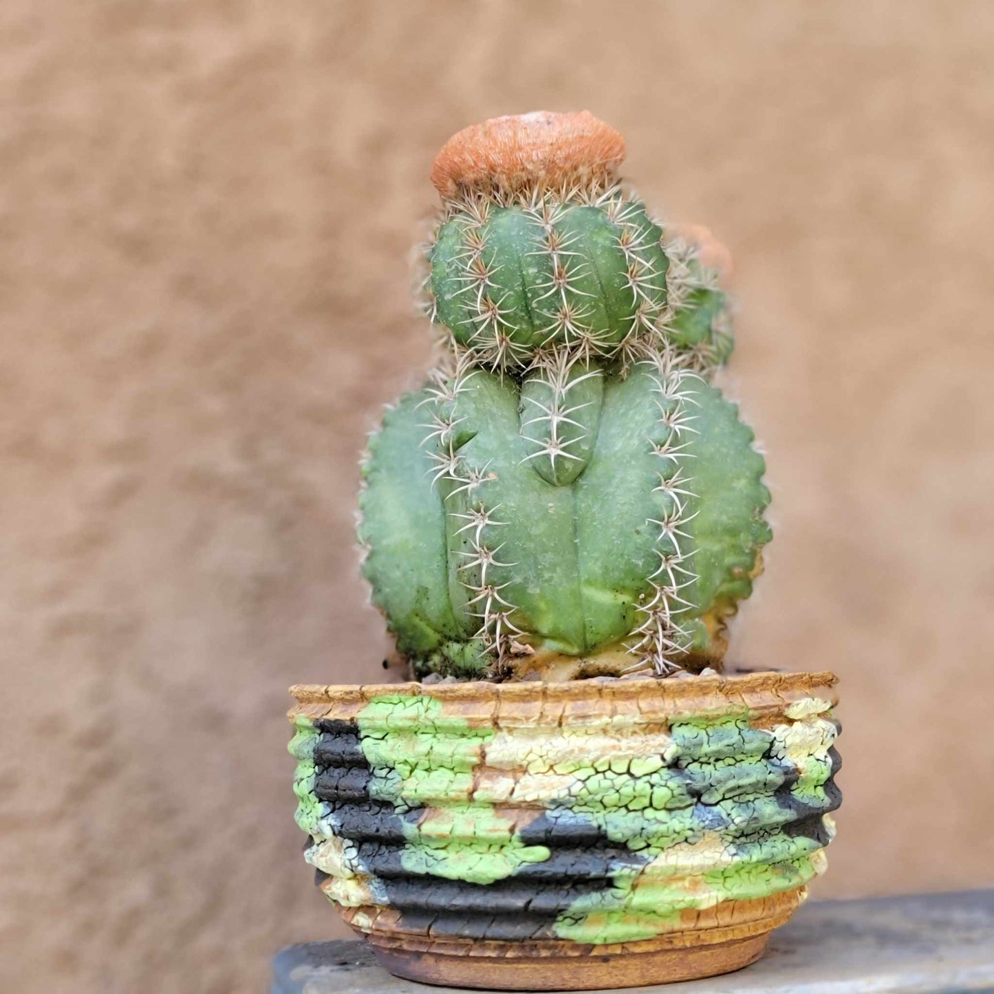 Melocactus matanzanus with cephalium – Turk’s Cap Cactus - Triple Head