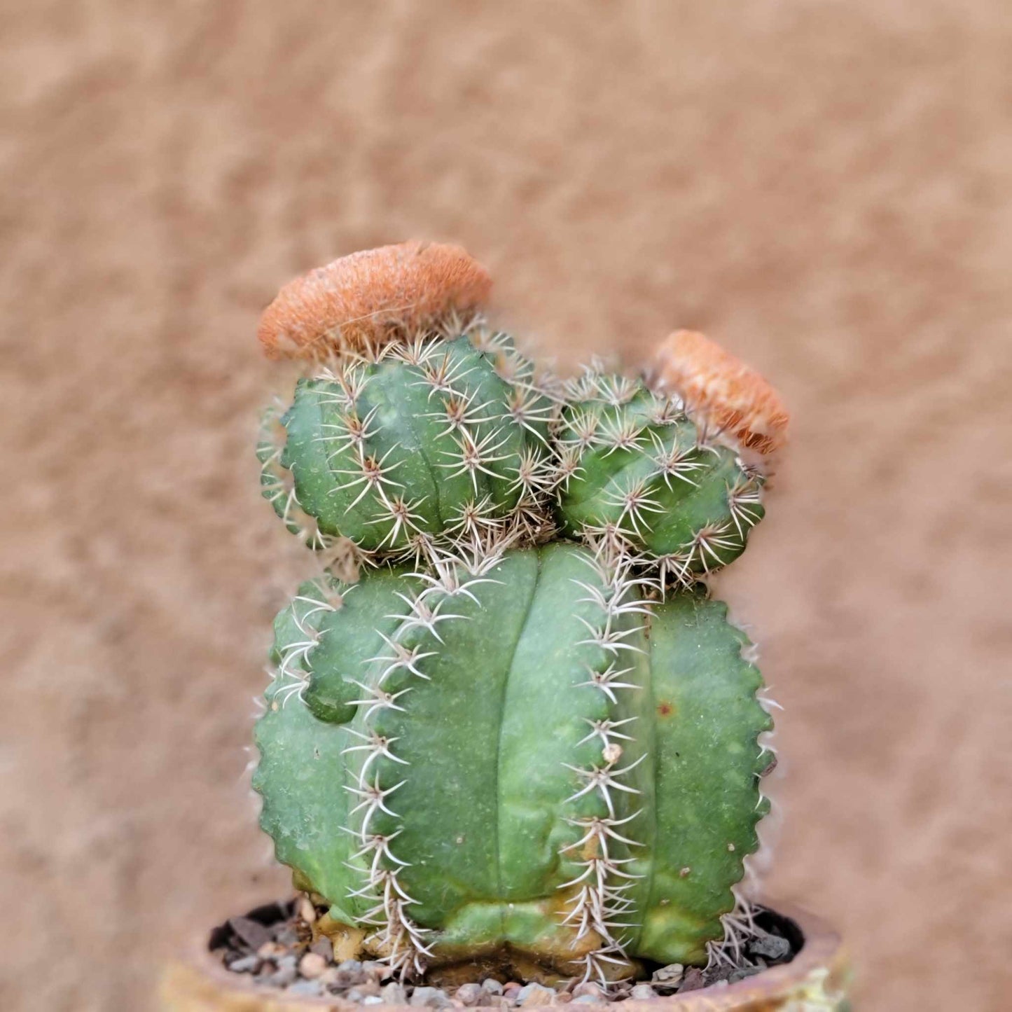 Melocactus matanzanus with cephalium – Turk’s Cap Cactus - Triple Head