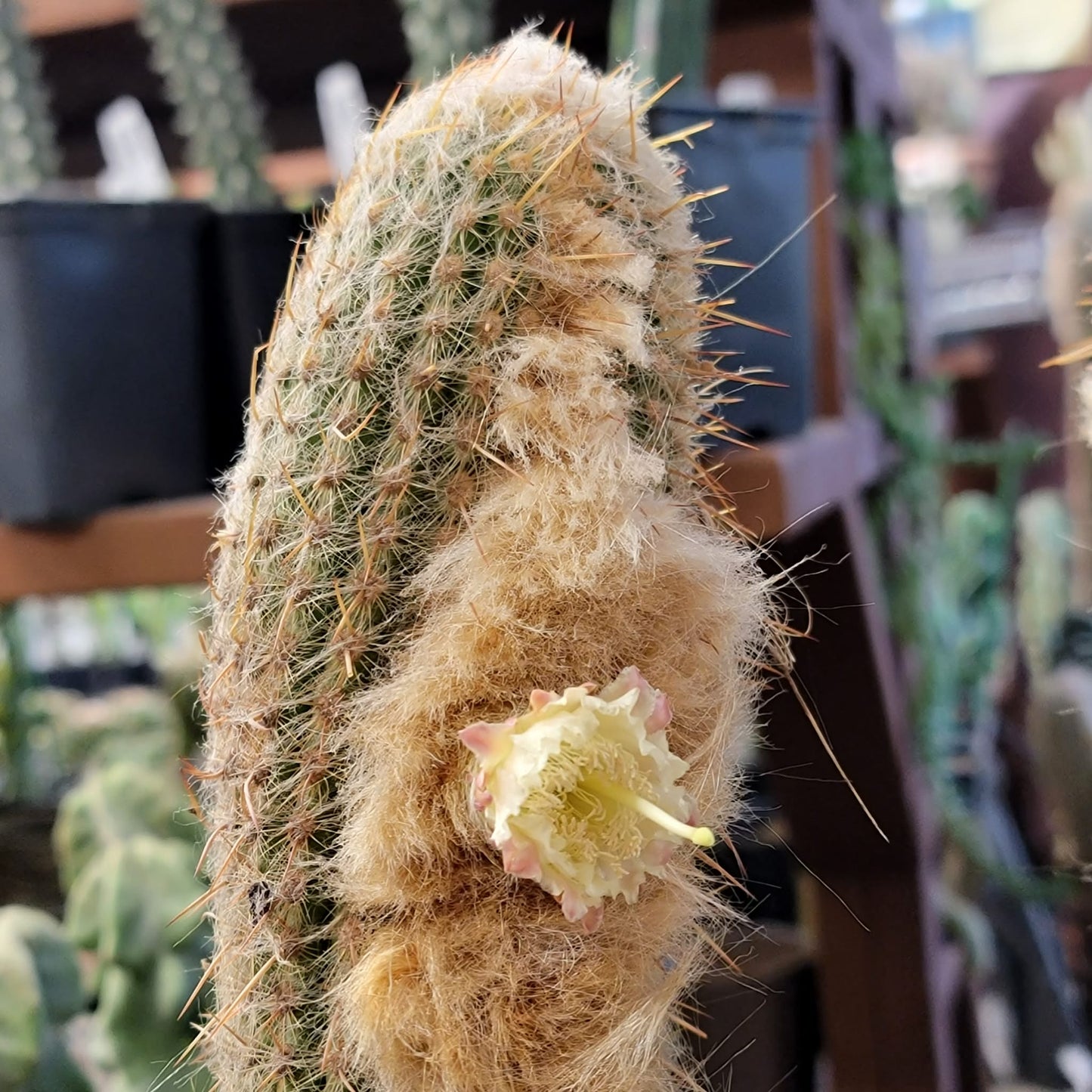 Micranthocereus dolichospermaticus (Cutting) 48" Tall!