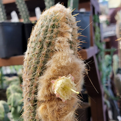 Micranthocereus dolichospermaticus (Cutting) 48" Tall!