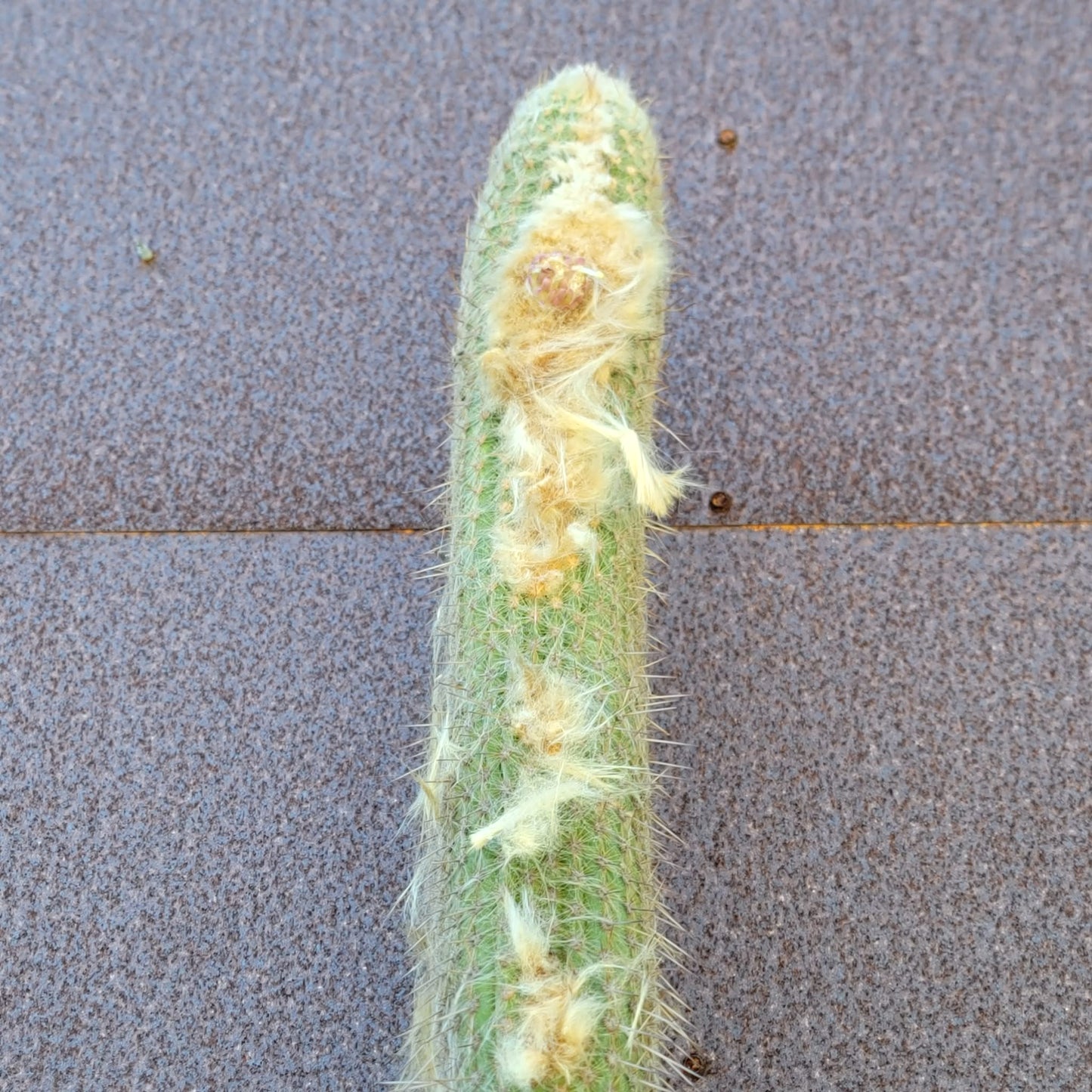 Micranthocereus dolichospermaticus (Cutting) 48" Tall!