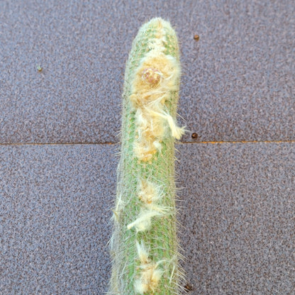Micranthocereus dolichospermaticus (Cutting) 48" Tall!