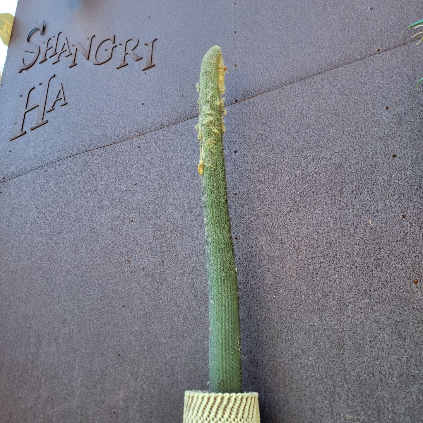 Micranthocereus dolichospermaticus (Cutting) 48" Tall!