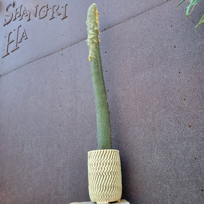 Micranthocereus dolichospermaticus (Cutting) 48" Tall!