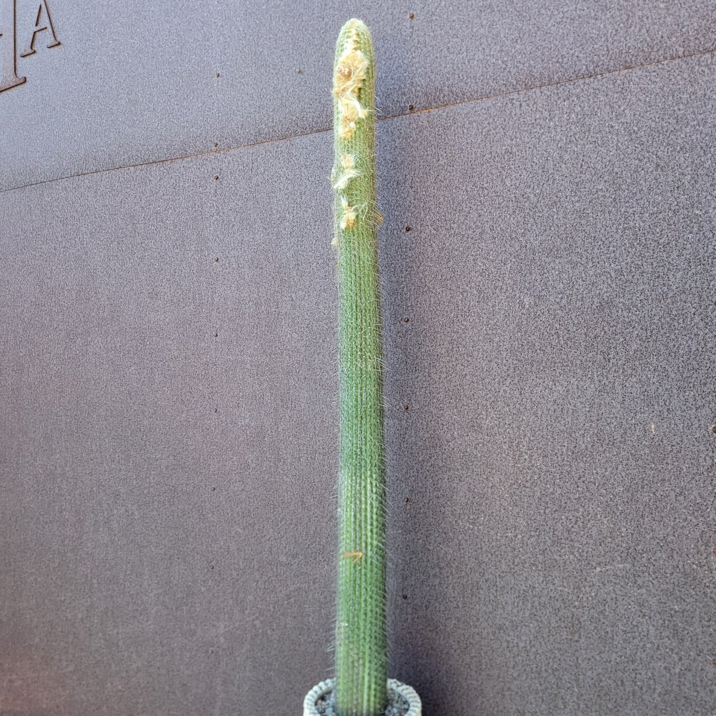 Micranthocereus dolichospermaticus (Cutting) 48" Tall!