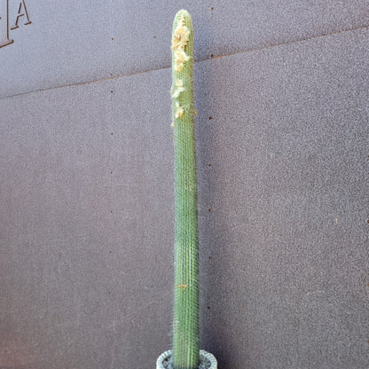 Micranthocereus dolichospermaticus (Cutting) 48" Tall!