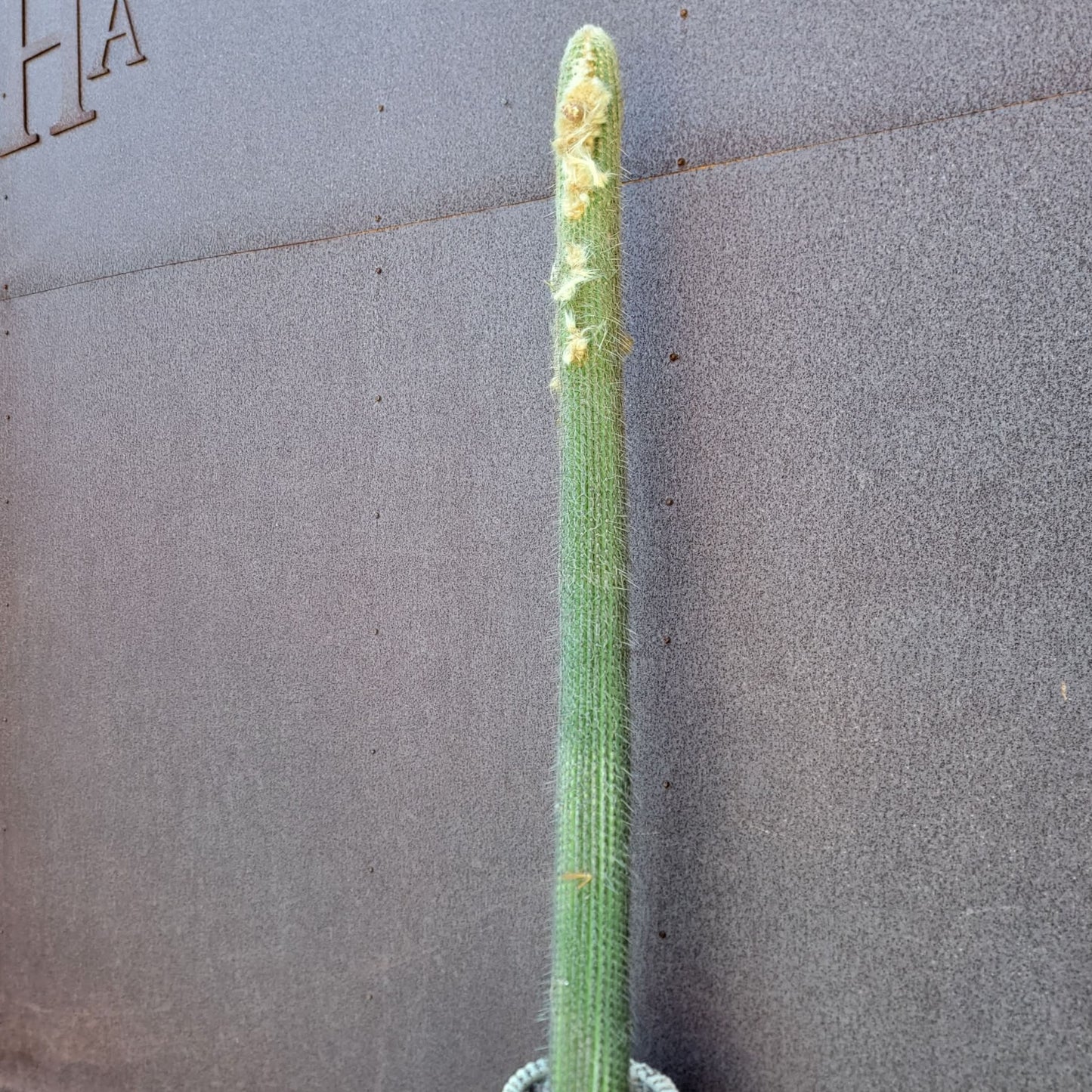 Micranthocereus dolichospermaticus (Cutting) 48" Tall! collector cactus specimen