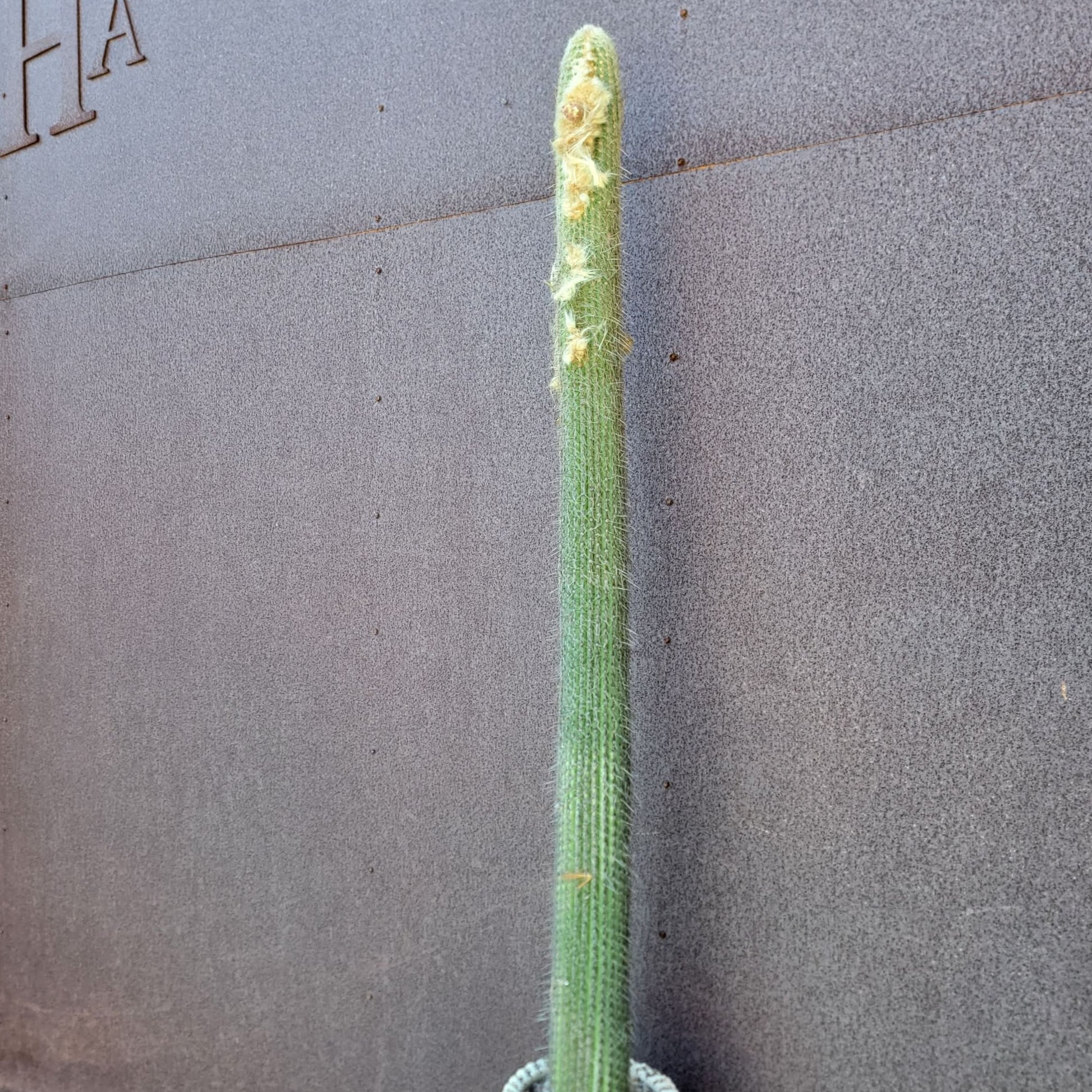 Micranthocereus dolichospermaticus (Cutting) 48" Tall! collector cactus specimen