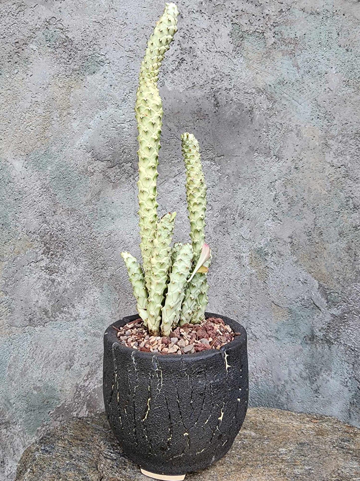 Monadenium guentheri - Euphorbia guentheri