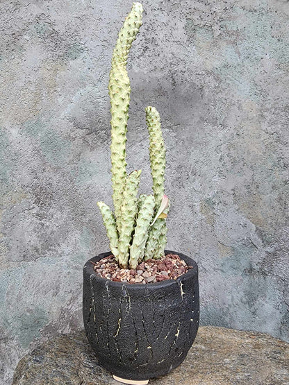 Monadenium guentheri - Euphorbia guentheri