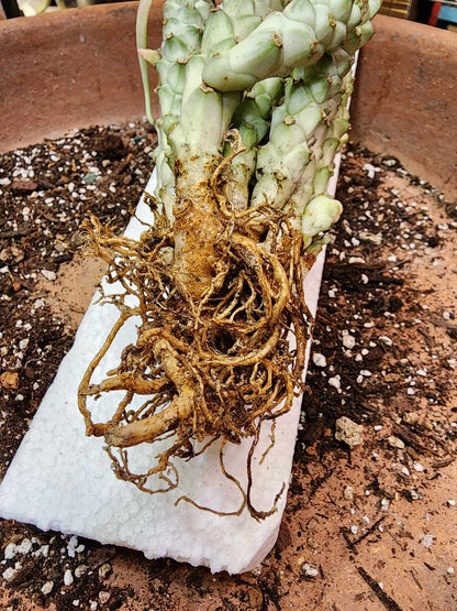 Monadenium guentheri - Euphorbia guentheri