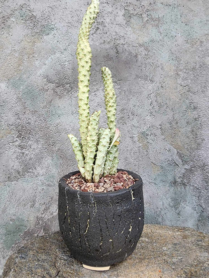 Monadenium guentheri - Euphorbia guentheri
