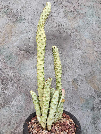 Monadenium guentheri - Euphorbia guentheri