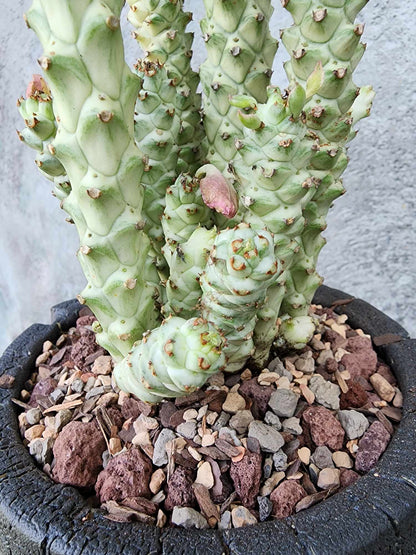 Monadenium guentheri - Euphorbia guentheri
