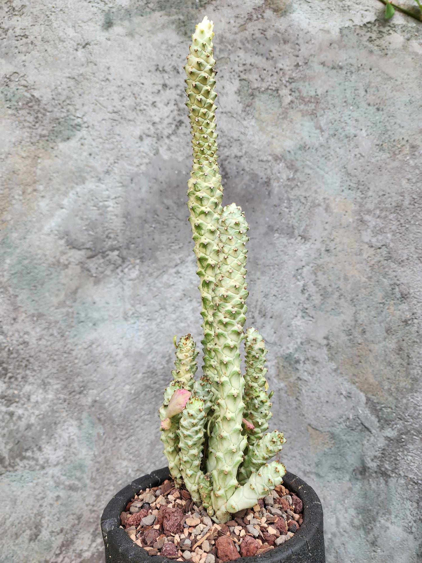 Monadenium guentheri - Euphorbia guentheri