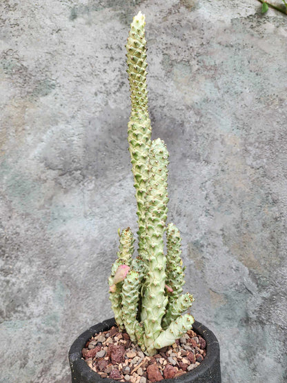 Monadenium guentheri - Euphorbia guentheri