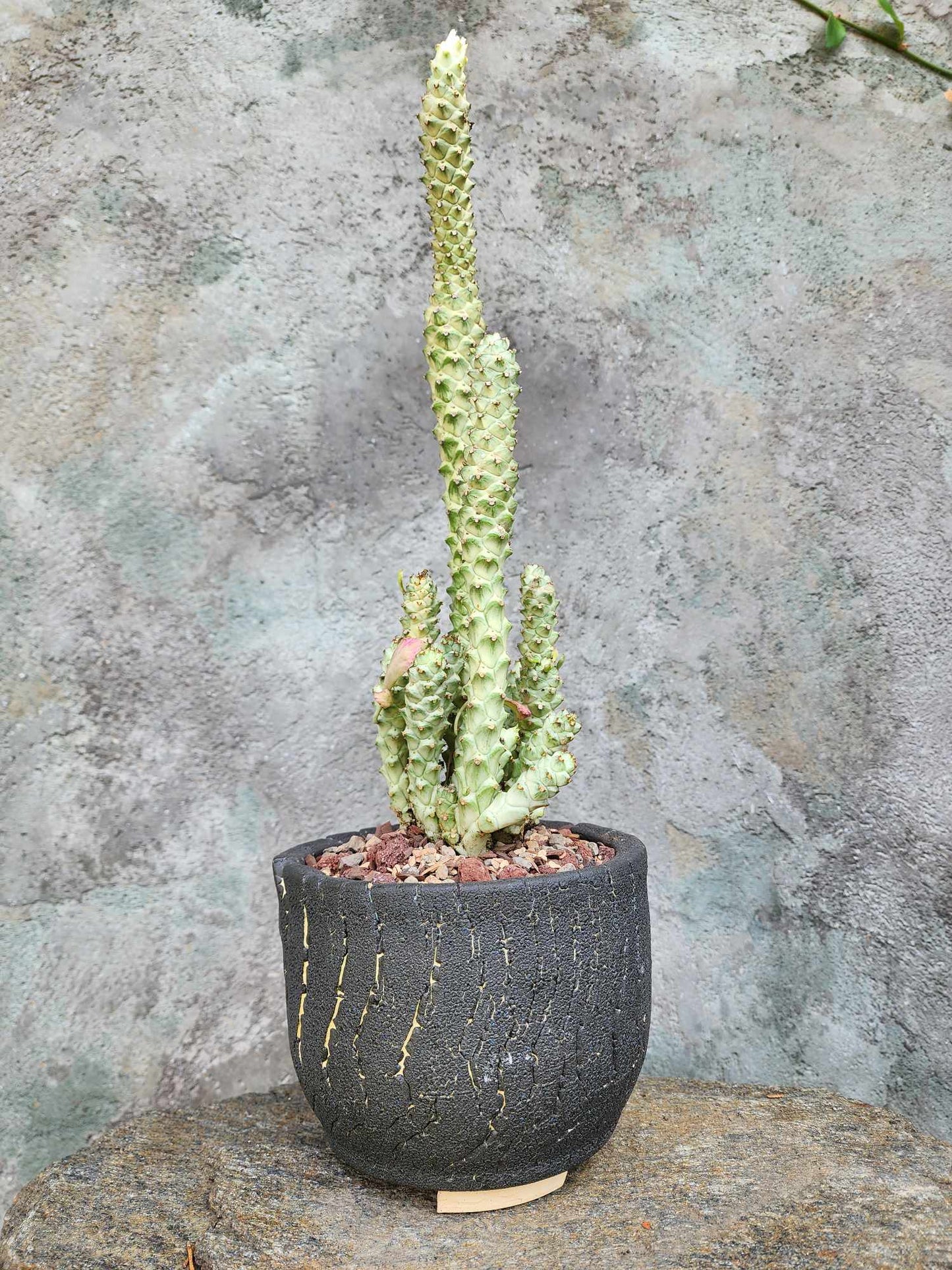 Monadenium guentheri - Euphorbia guentheri