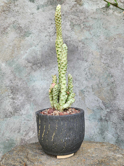 Monadenium guentheri - Euphorbia guentheri