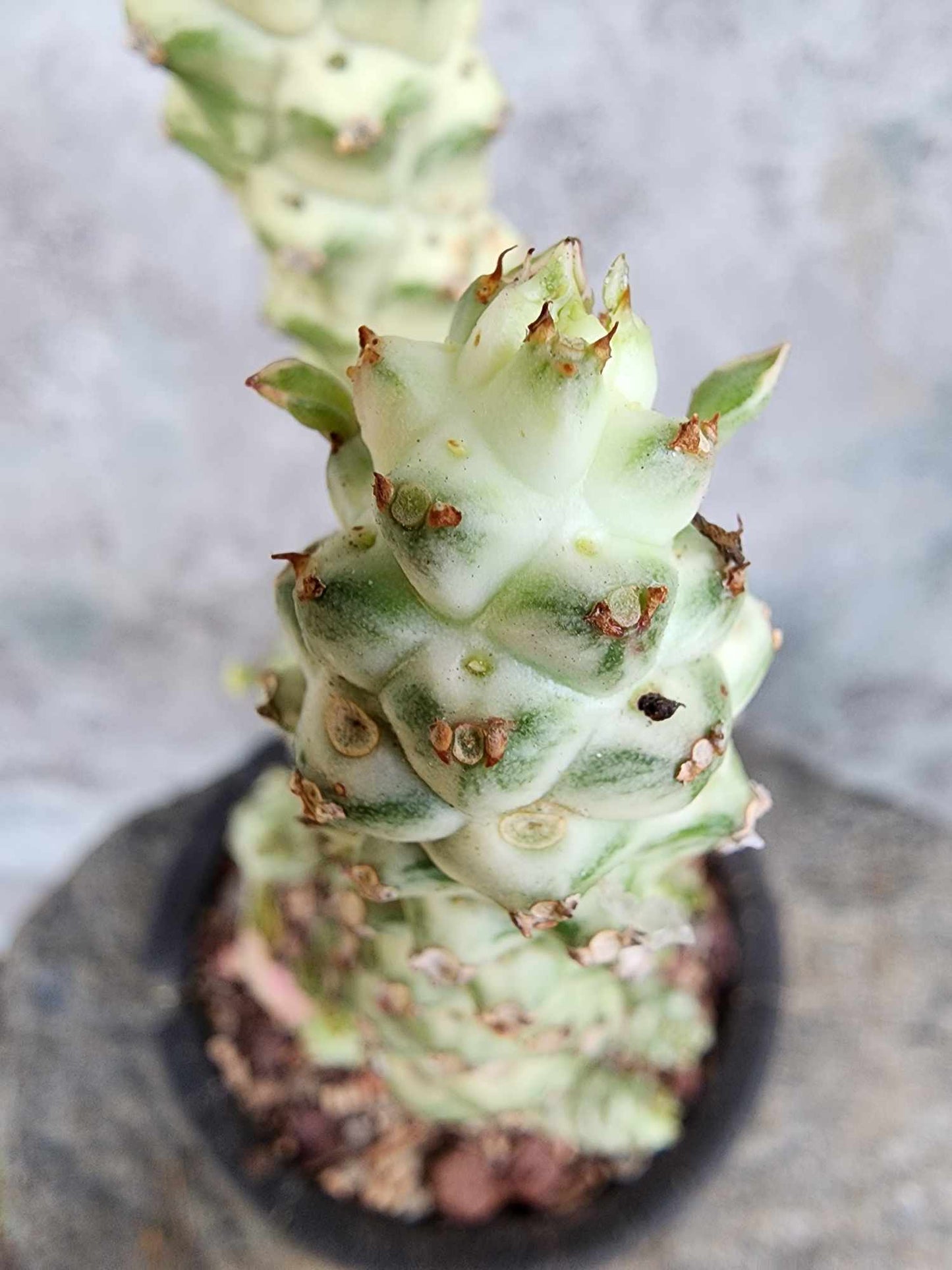 Monadenium guentheri - Euphorbia guentheri