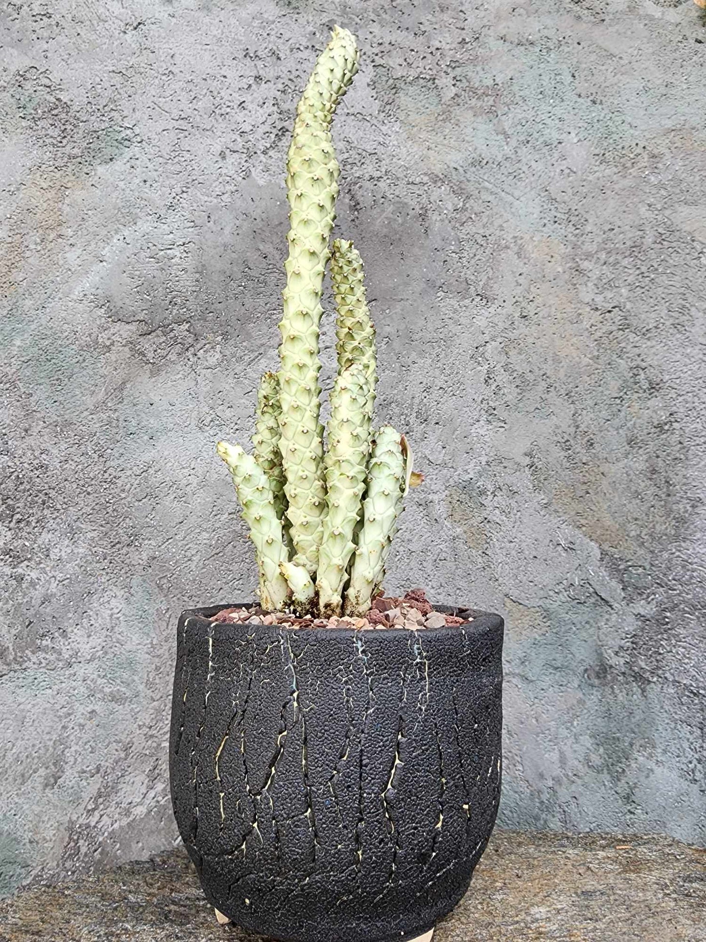Monadenium guentheri - Euphorbia guentheri
