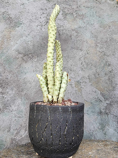 Monadenium guentheri - Euphorbia guentheri