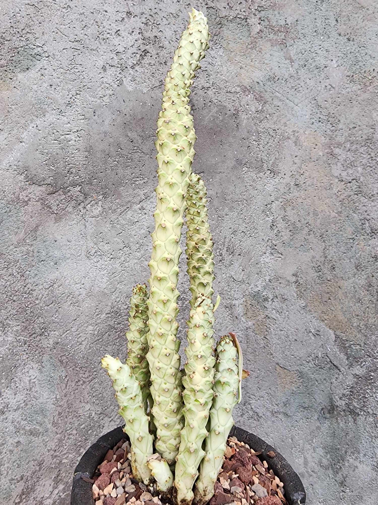Monadenium guentheri - Euphorbia guentheri