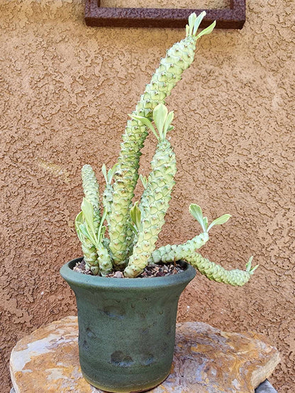 Monadenium guentheri - Euphorbia guentheri