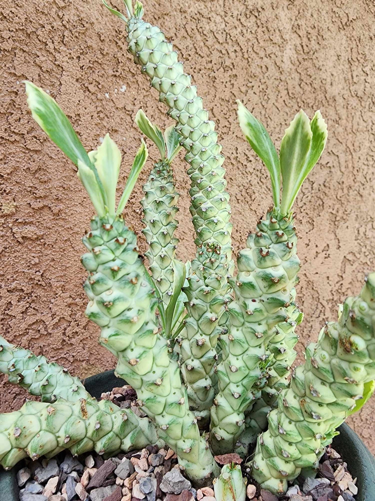 Monadenium guentheri - Euphorbia guentheri
