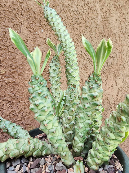 Monadenium guentheri - Euphorbia guentheri