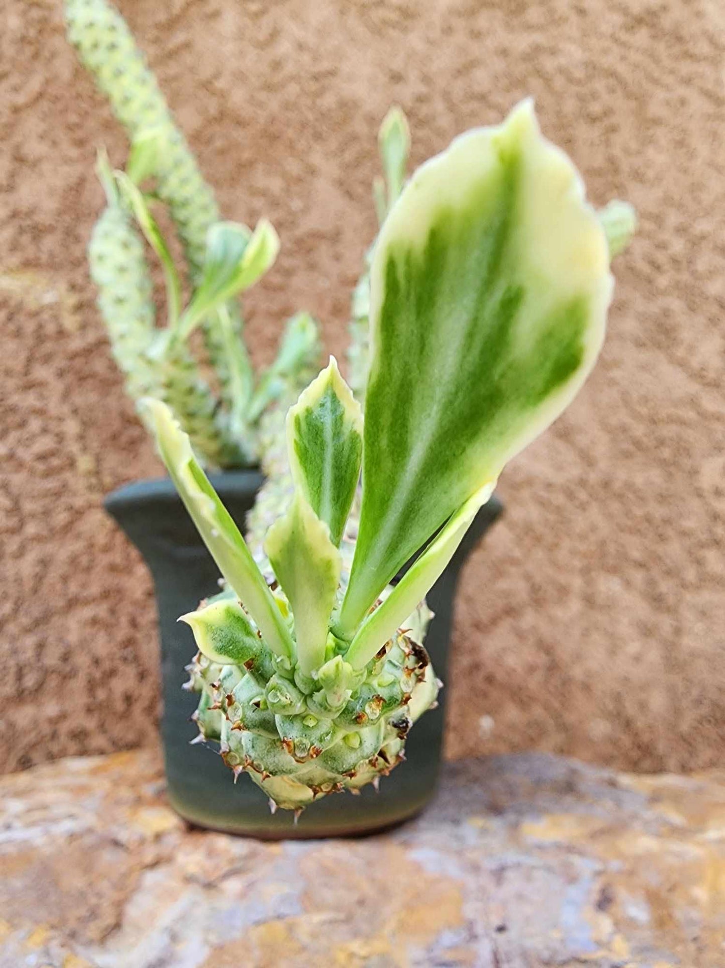 Monadenium guentheri - Euphorbia guentheri