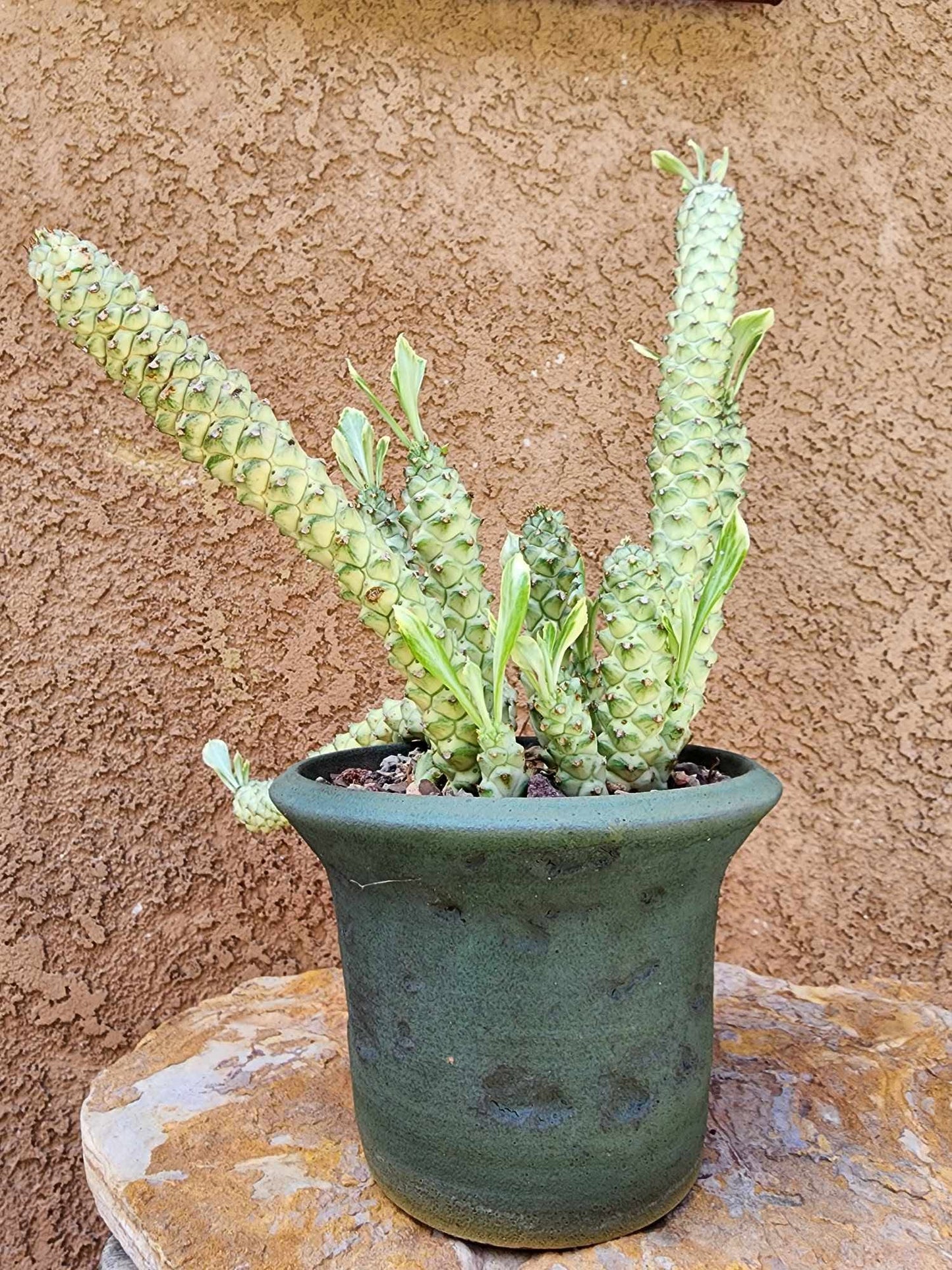 Monadenium guentheri - Euphorbia guentheri