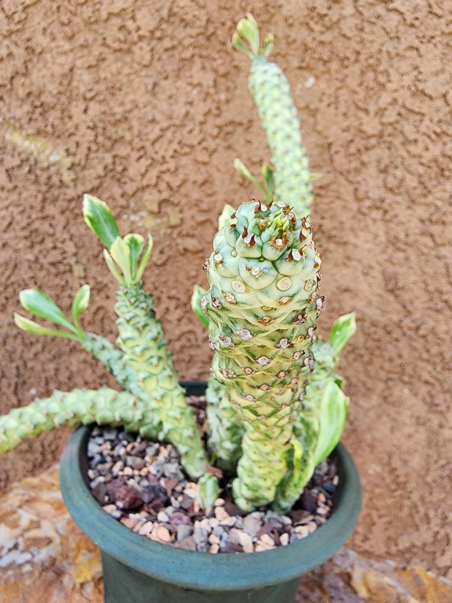 Monadenium guentheri - Euphorbia guentheri
