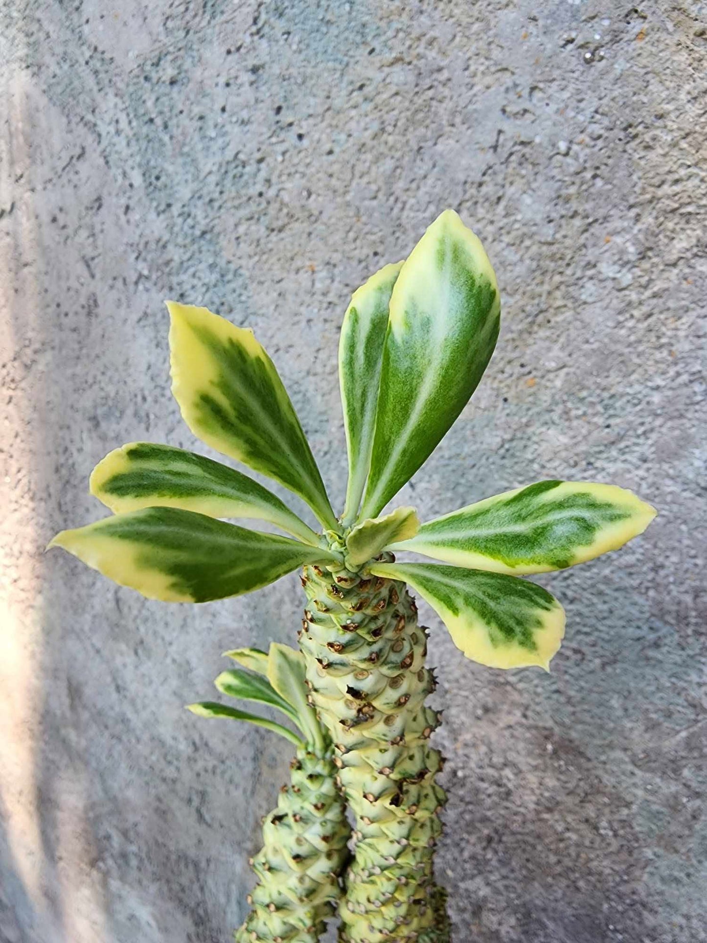 Monadenium guentheri - Euphorbia guentheri