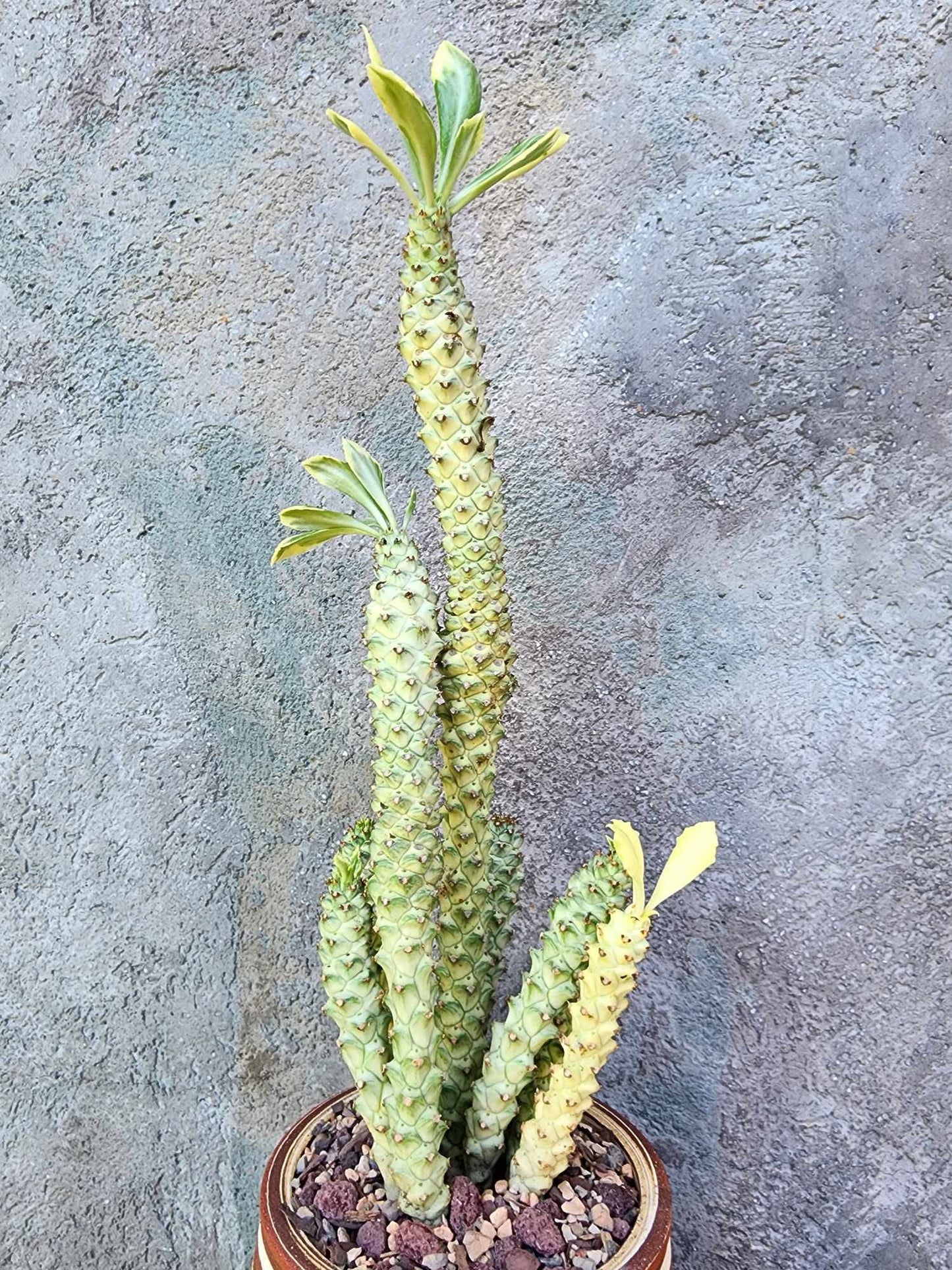 Monadenium guentheri - Euphorbia guentheri