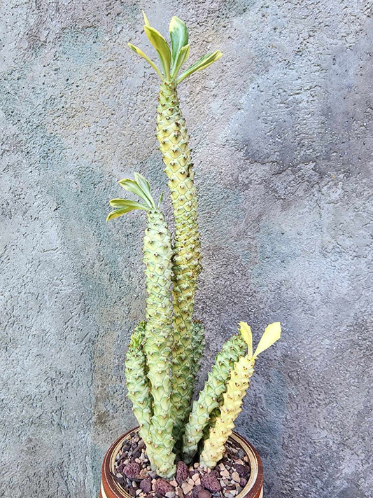 Monadenium guentheri - Euphorbia guentheri