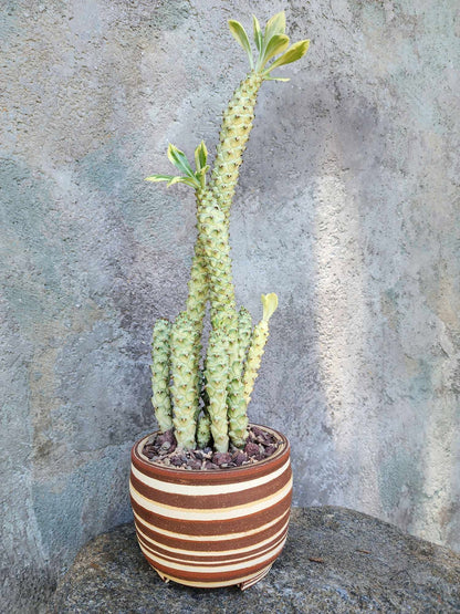 Monadenium guentheri - Euphorbia guentheri