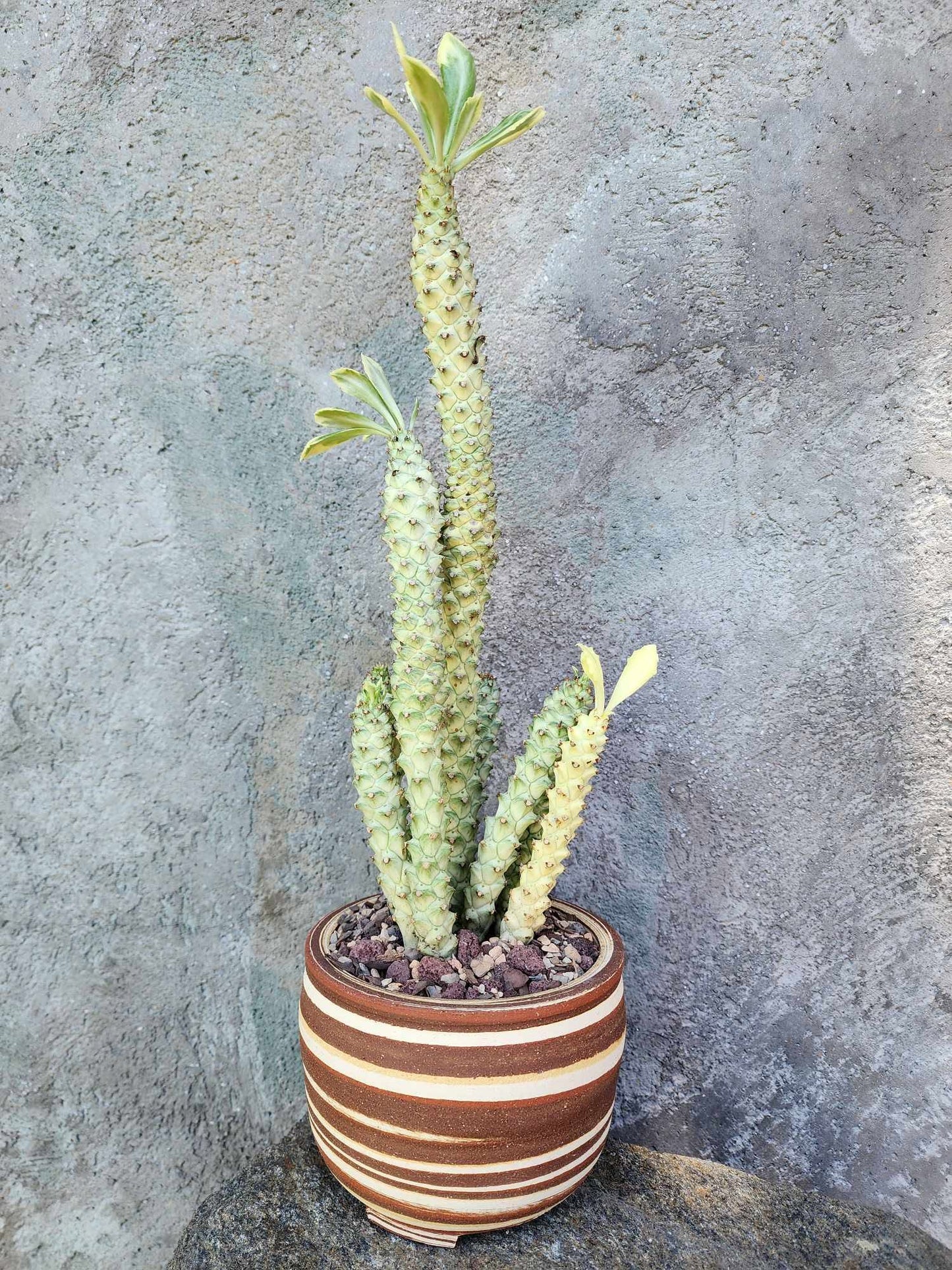 Monadenium guentheri - Euphorbia guentheri