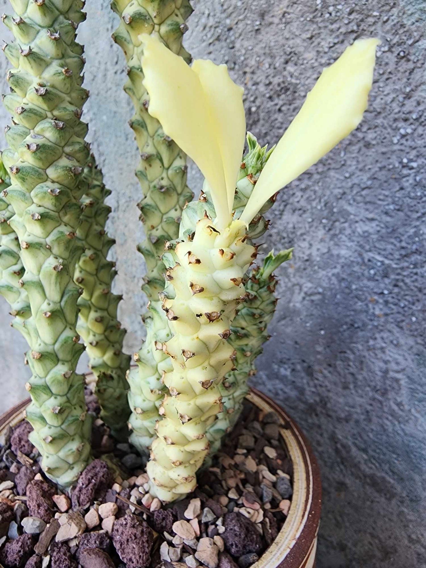 Monadenium guentheri - Euphorbia guentheri