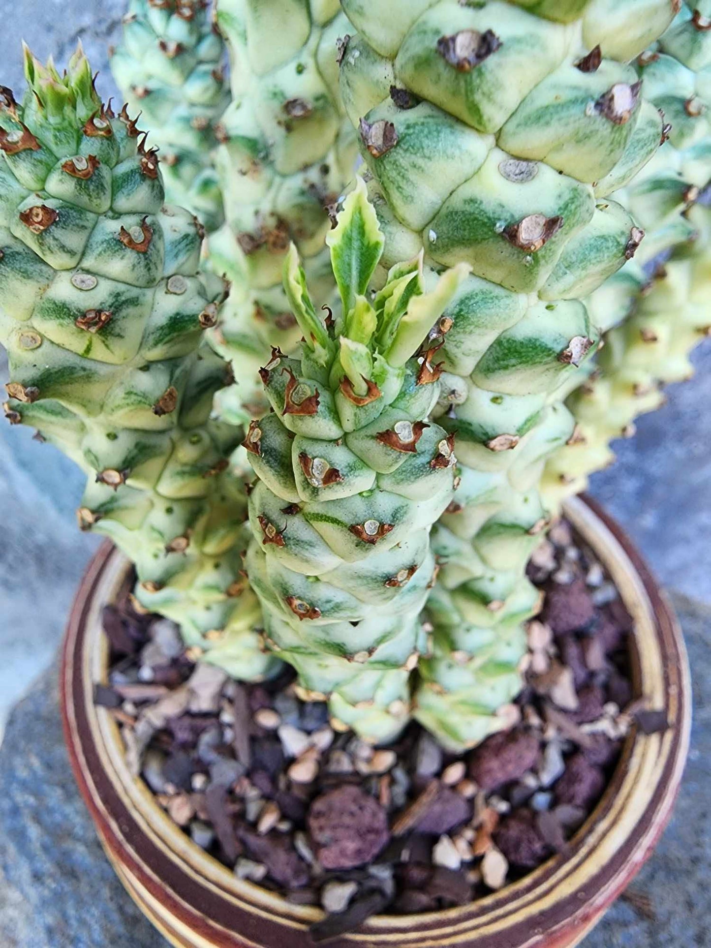 Monadenium guentheri - Euphorbia guentheri