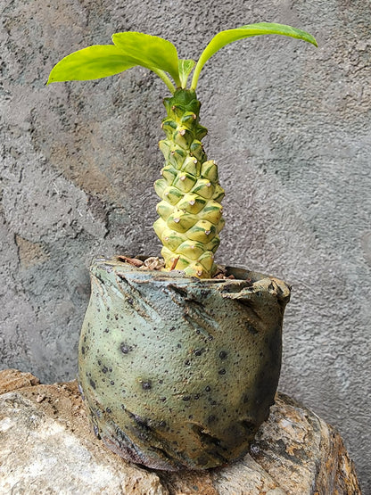 Handmade Pottery  -  Wind Carved Vessel No. 4