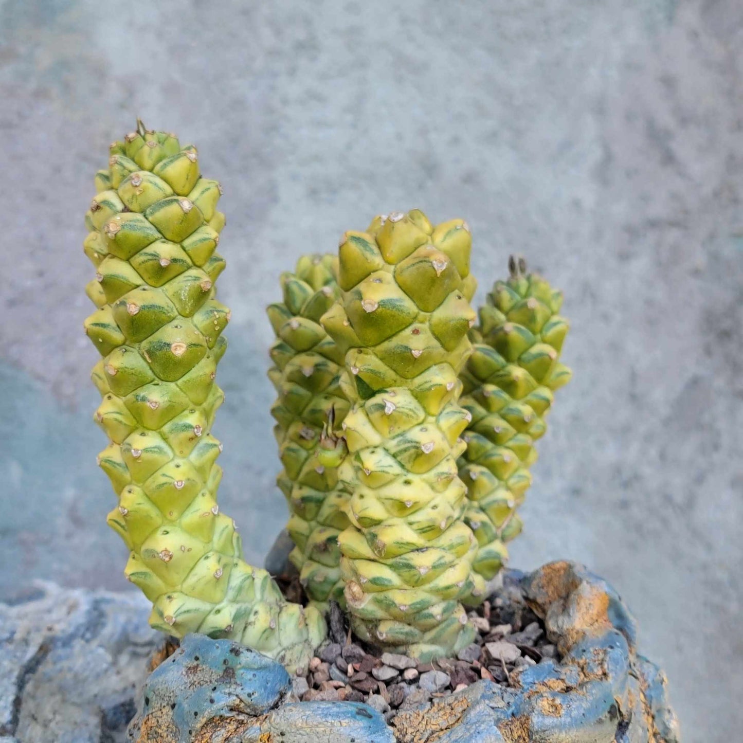 Monadenium ritchiei - Euphorbia ritchiei