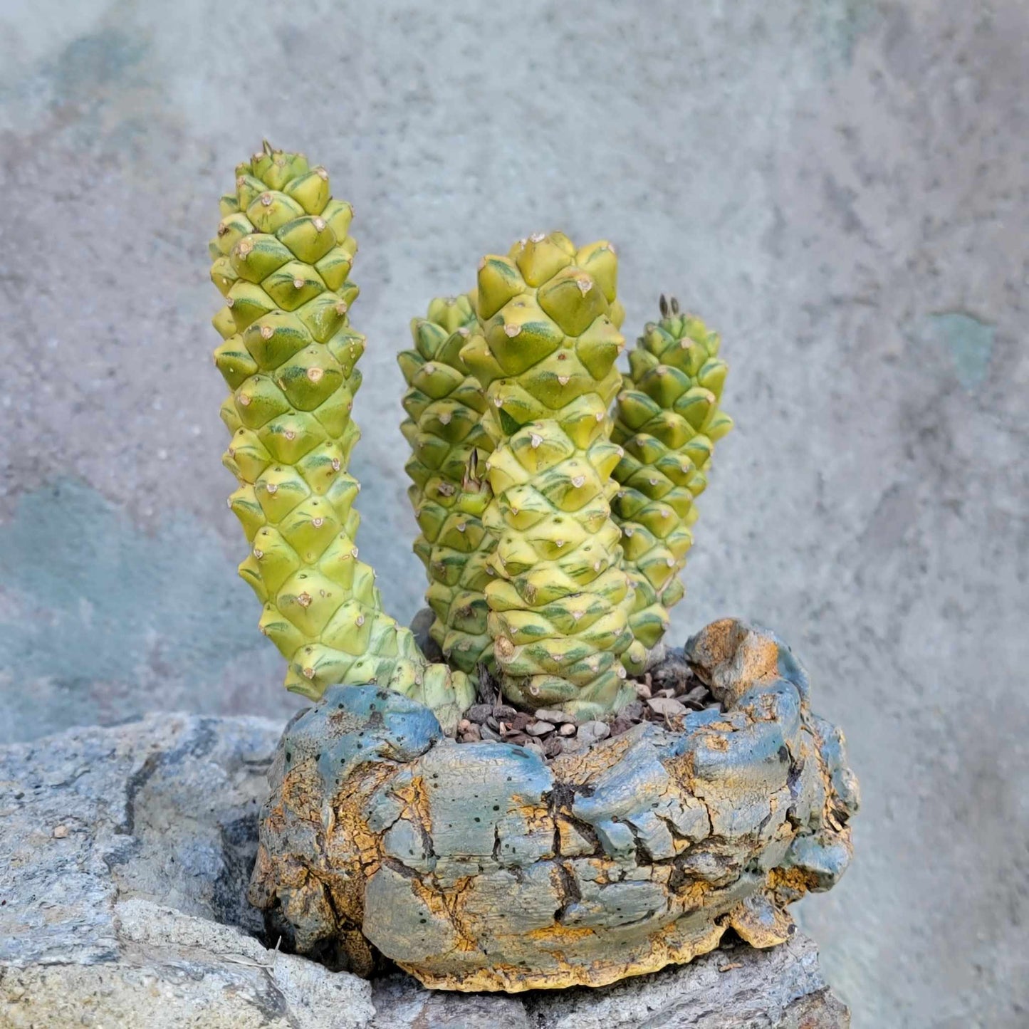 Monadenium ritchiei - Euphorbia ritchiei
