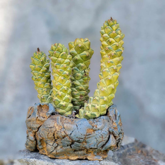 Monadenium ritchiei - Euphorbia ritchiei