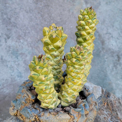 Monadenium ritchiei - Euphorbia ritchiei