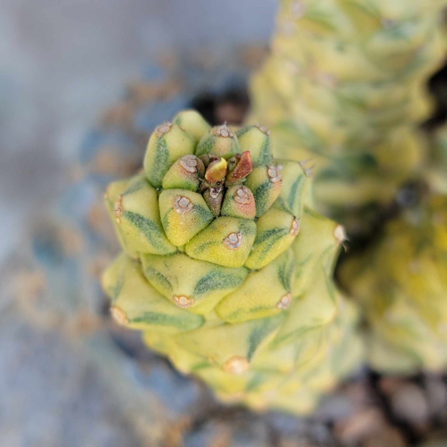 Monadenium ritchiei - Euphorbia ritchiei