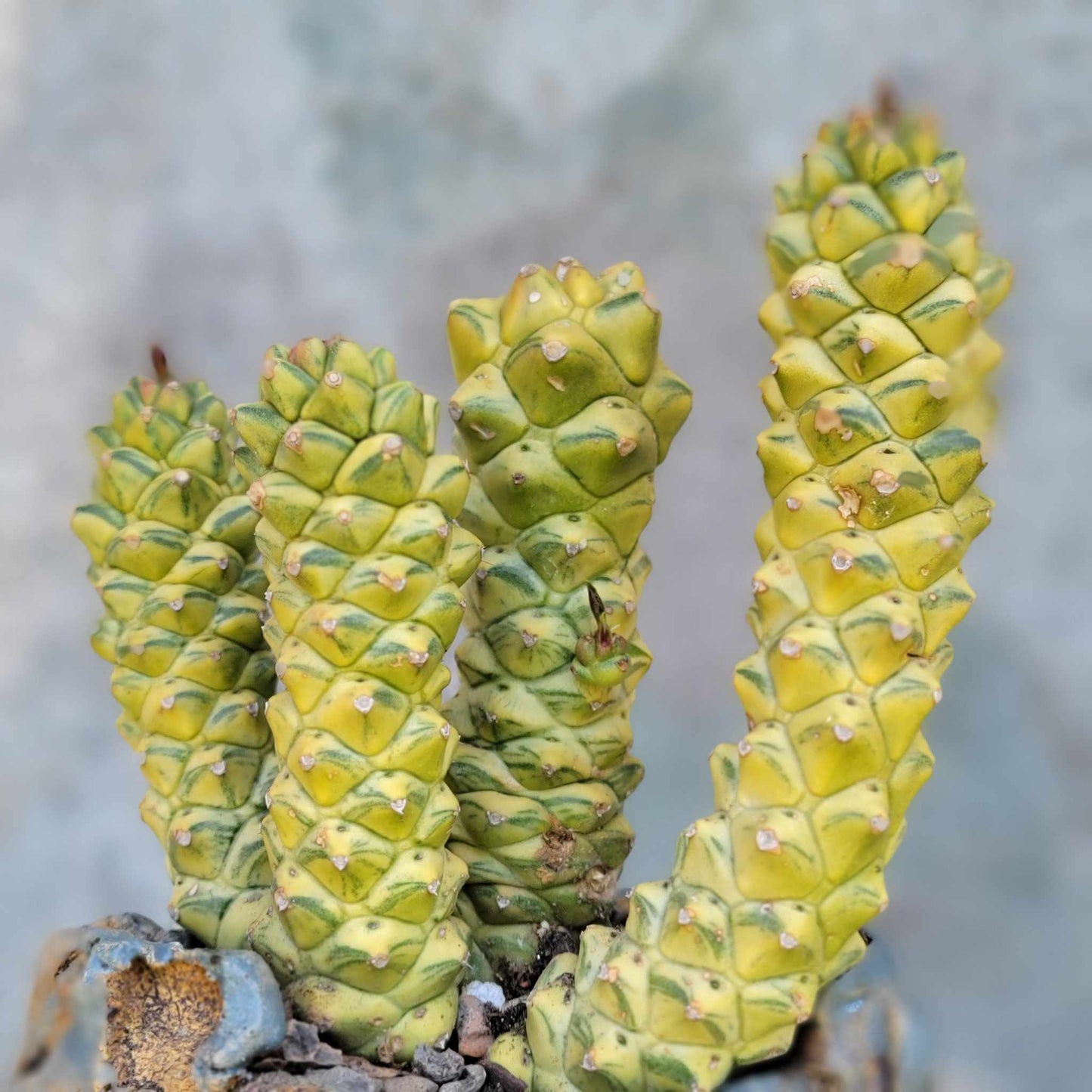 Monadenium ritchiei - Euphorbia ritchiei