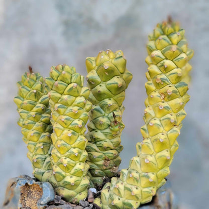 Monadenium ritchiei - Euphorbia ritchiei
