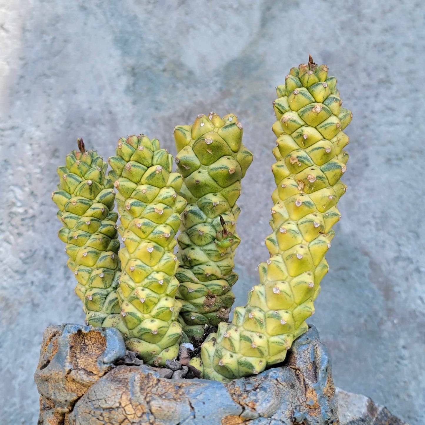 Monadenium ritchiei - Euphorbia ritchiei